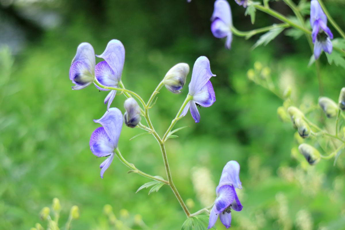 ヤチトリカブト 植物 花 花びら Ganref