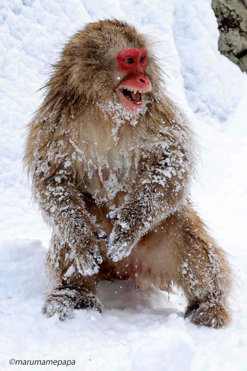 I am snowmonkey！！ | GANREF