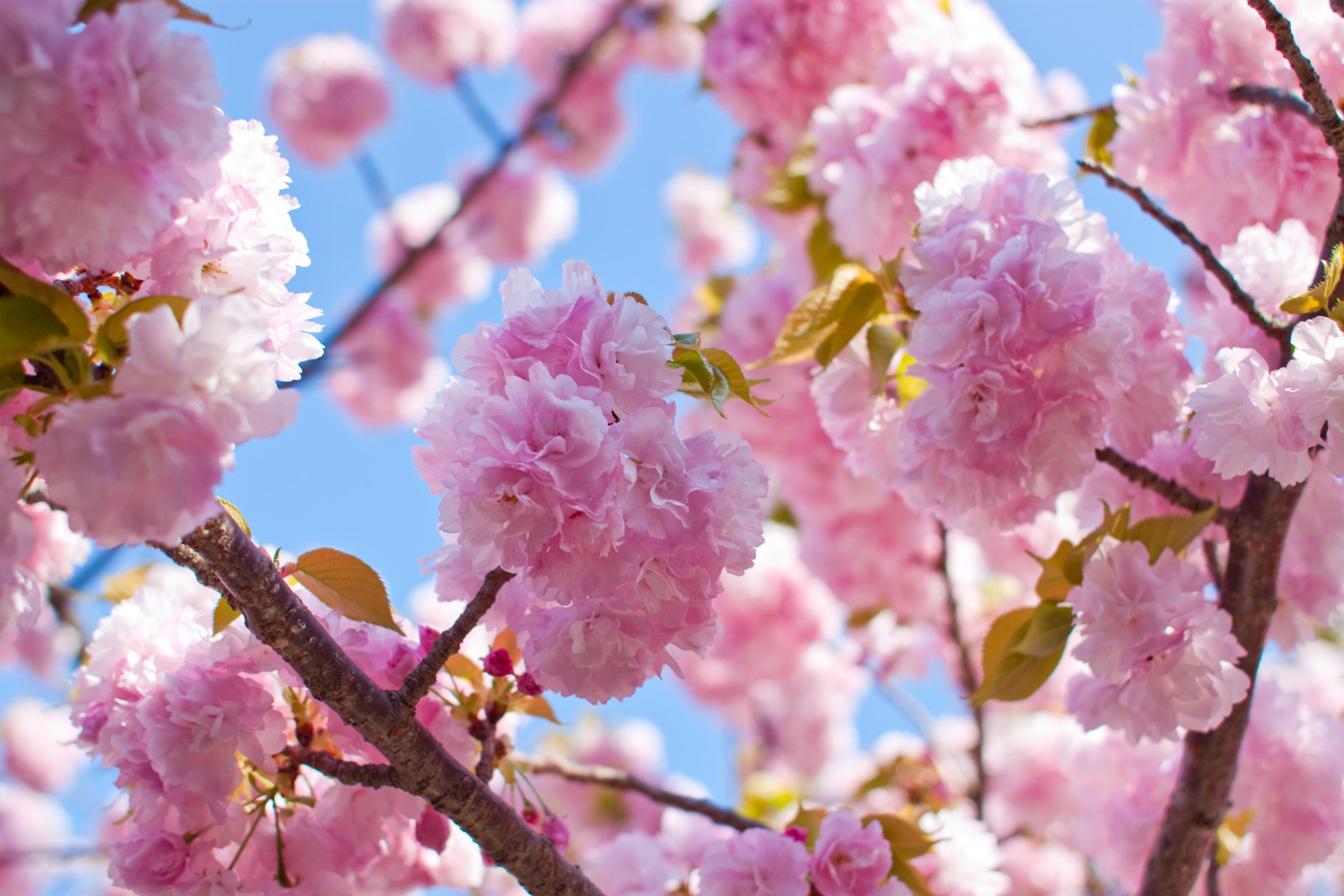 造幣局手毬桜.jpg | GANREF
