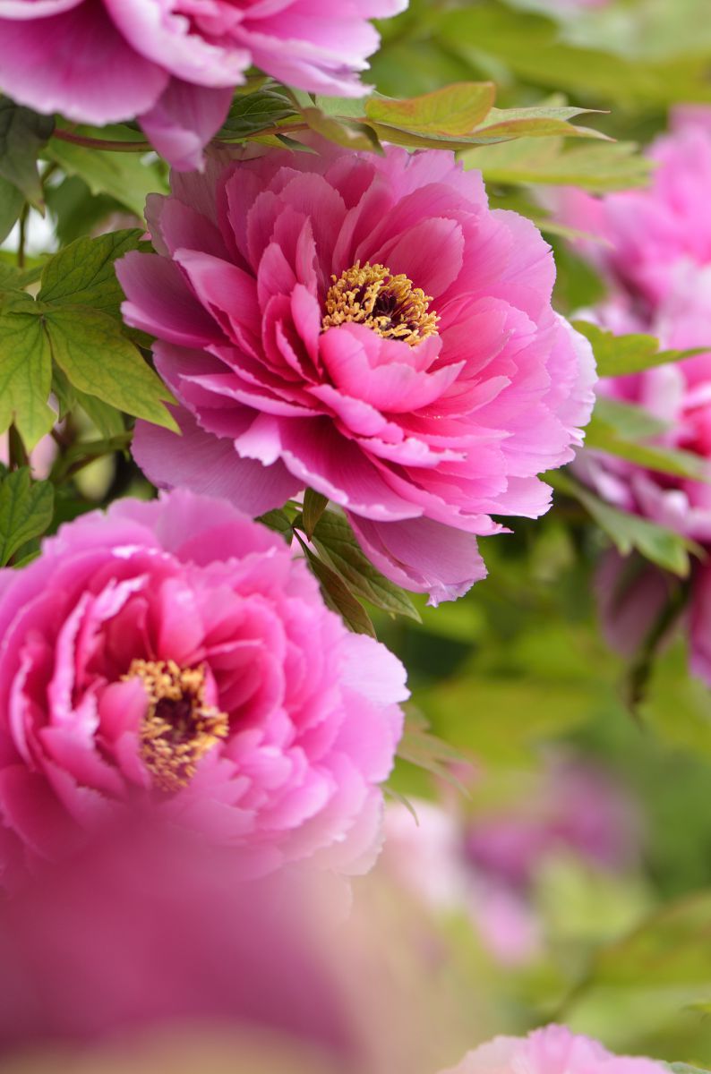 百花の王の彩り 植物 花 花びら Ganref