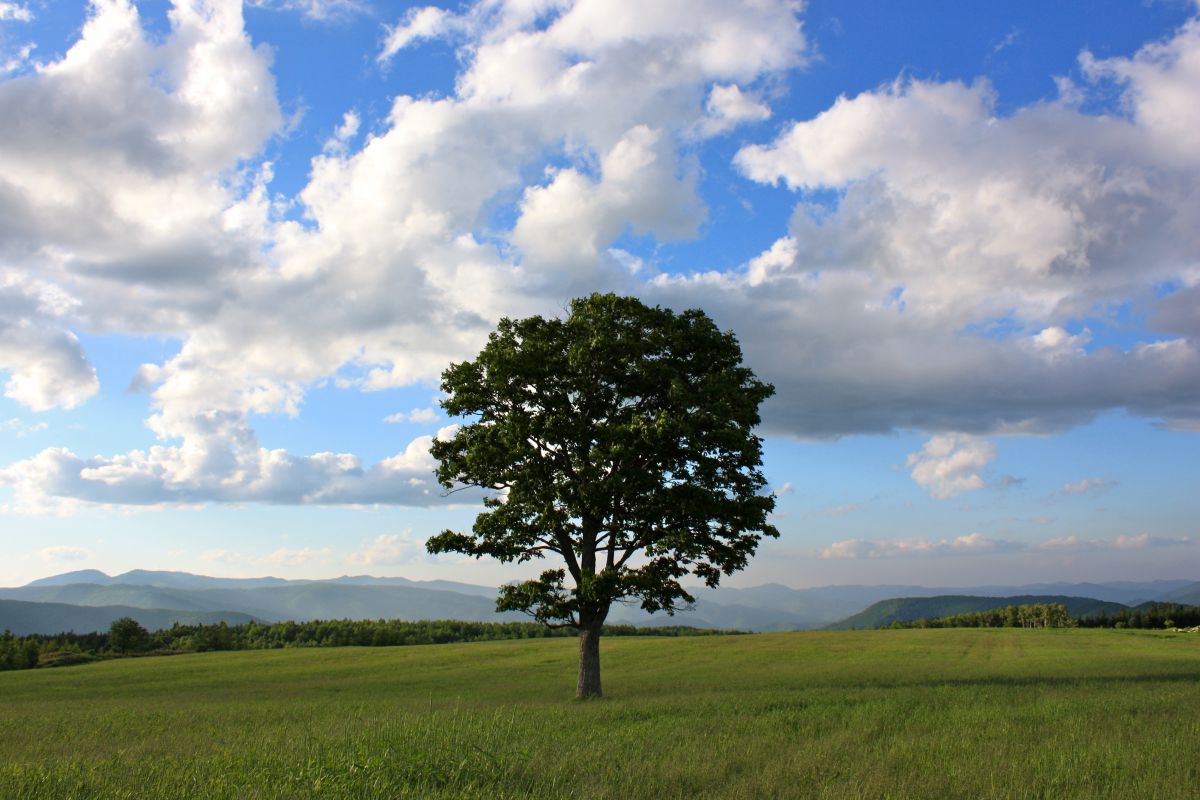 大草原の大きな木 自然 風景 高原 Ganref