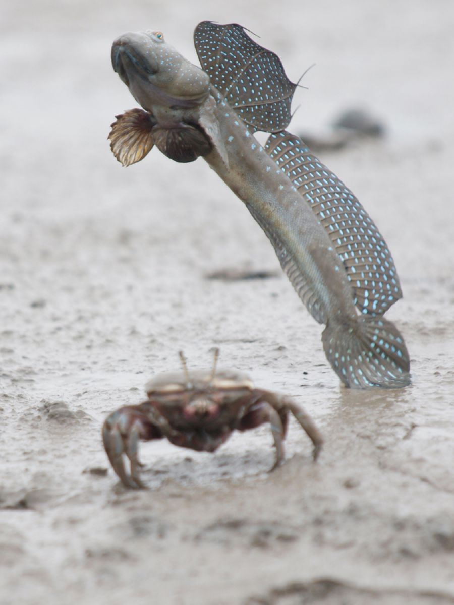 むつごろう 5 Jpg 動物 小動物 Ganref
