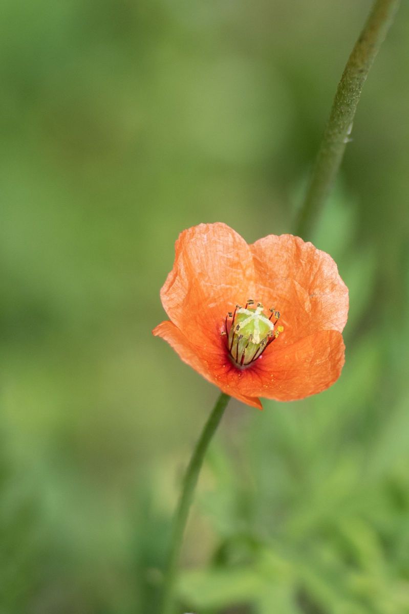 人物が超キレイに❤️ 24〜200mm全域F2.8 ❤️神レンズ搭載❤️Wi-Fi内蔵 富士フイルム「XF27mmF2.8 R WR」レビュー。人気パンケーキレンズに