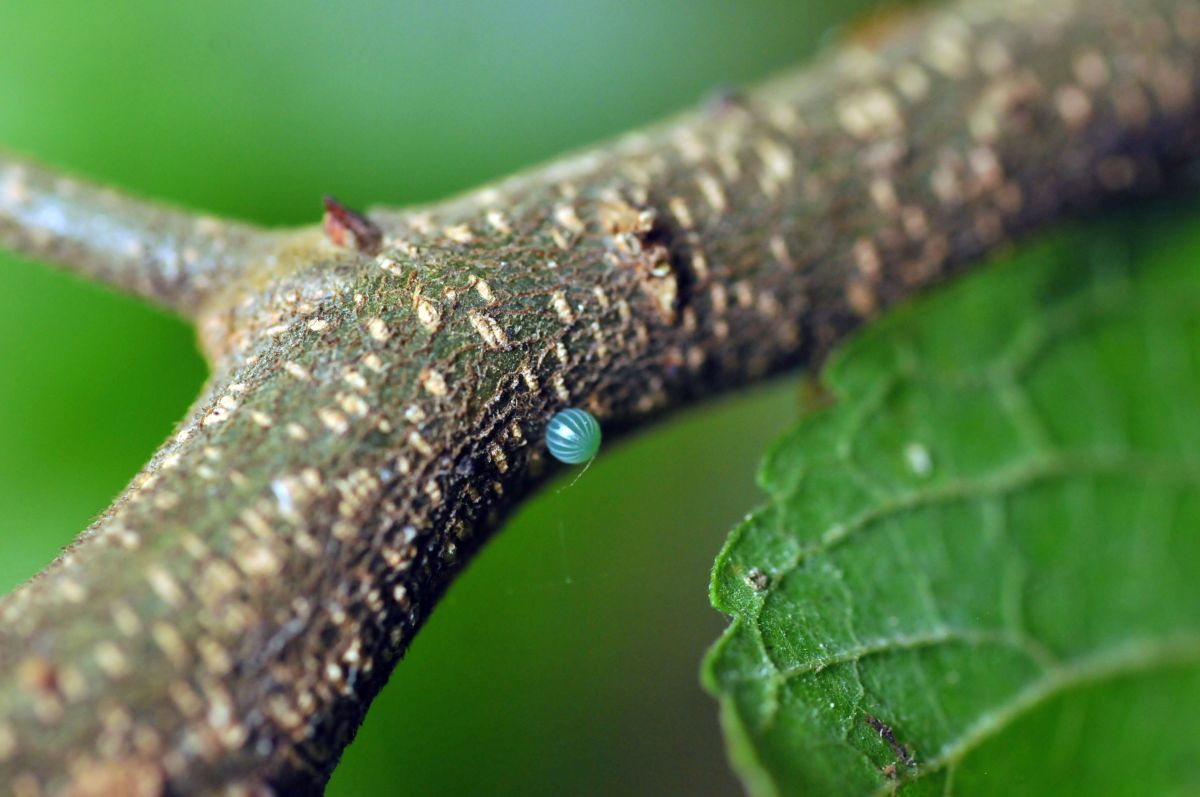 ごまだら蝶の生みたての卵2 動物 虫 昆虫 Ganref