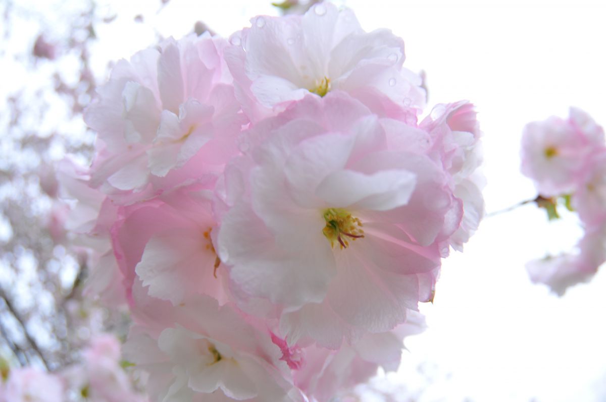 4 イチヨウのめしべ ２本 植物 花 花びら Ganref