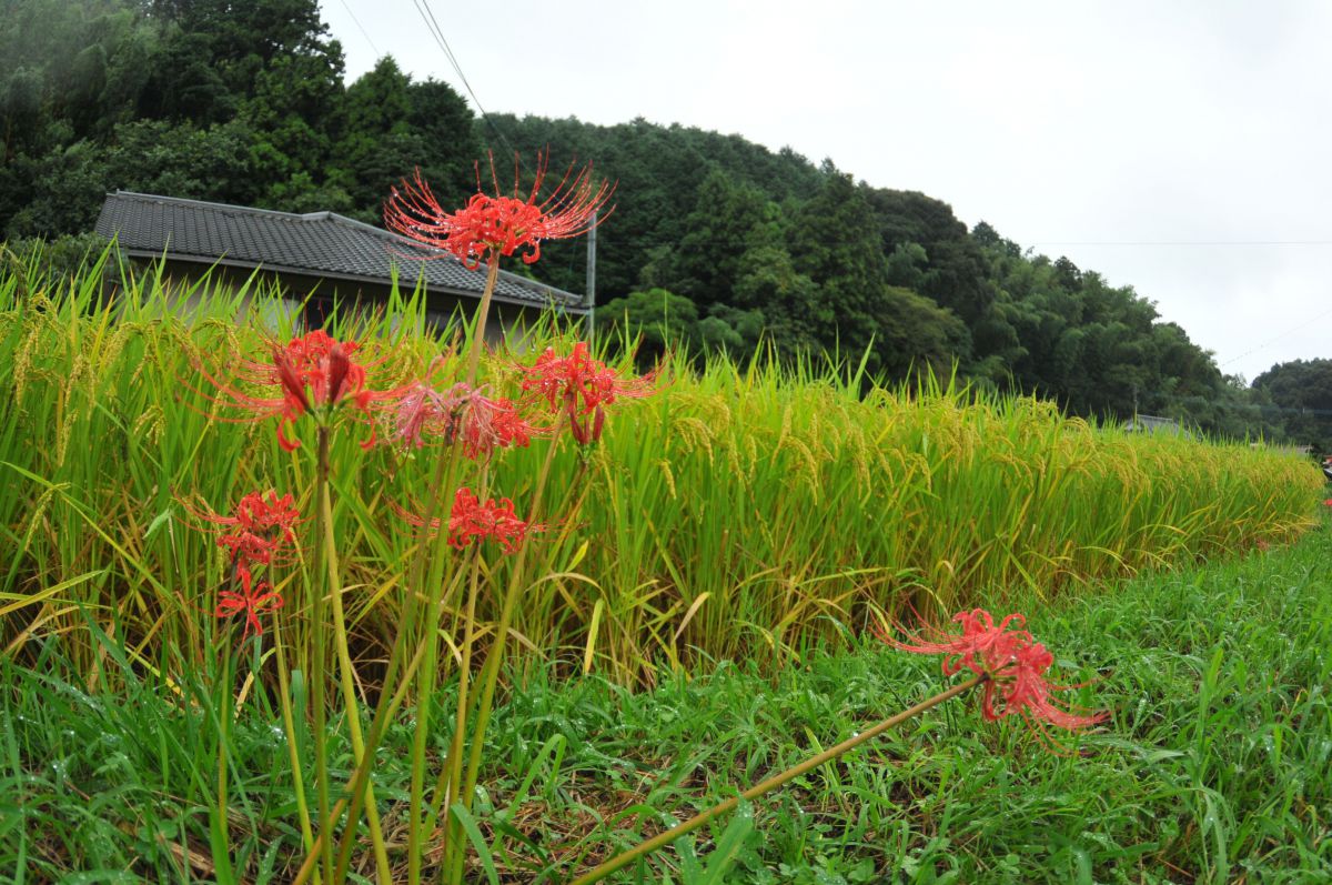 稲と彼岸花 植物 花 花びら Ganref