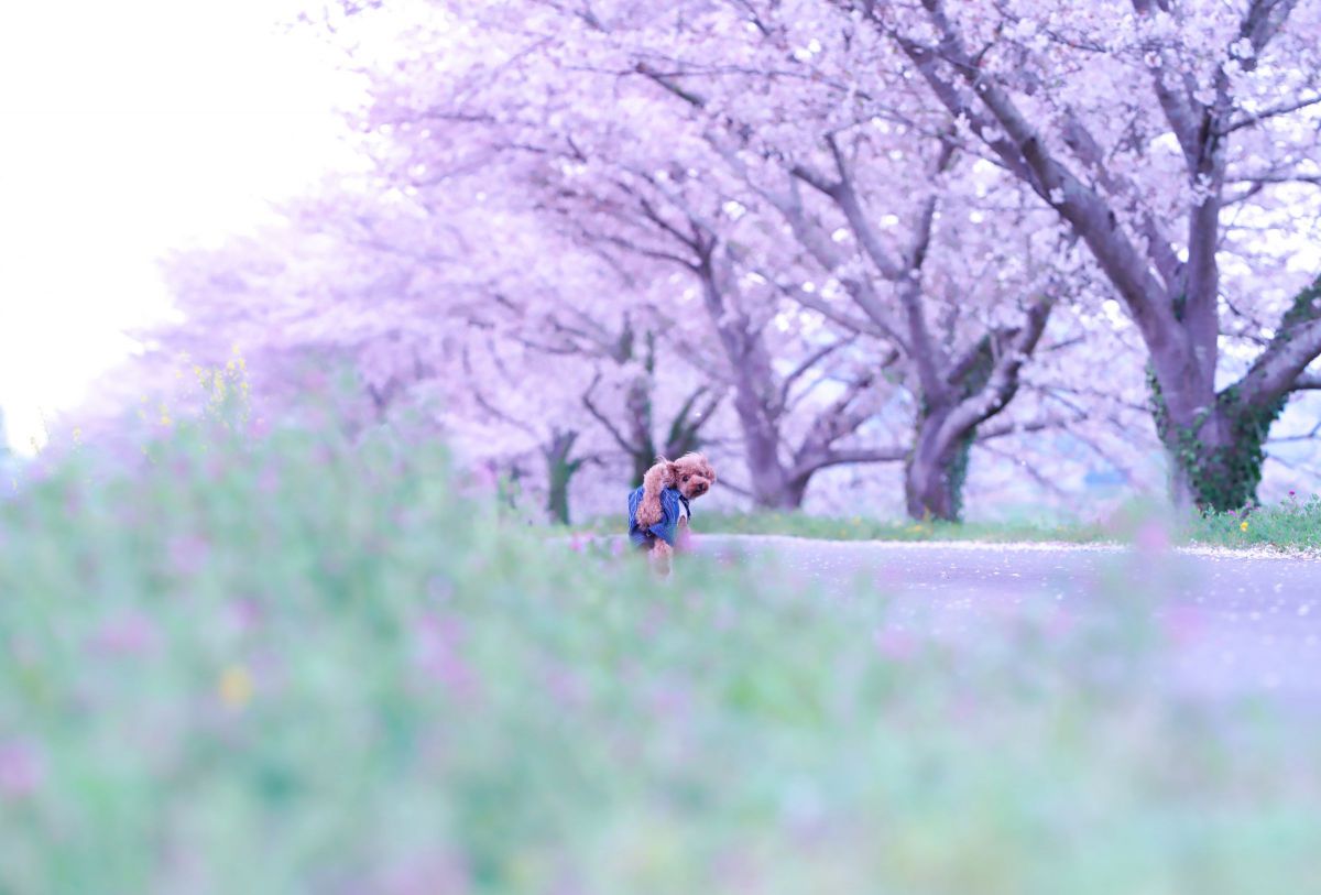 AF 135mm F1.8 FEで撮影された写真 | 写真検索 | GANREF