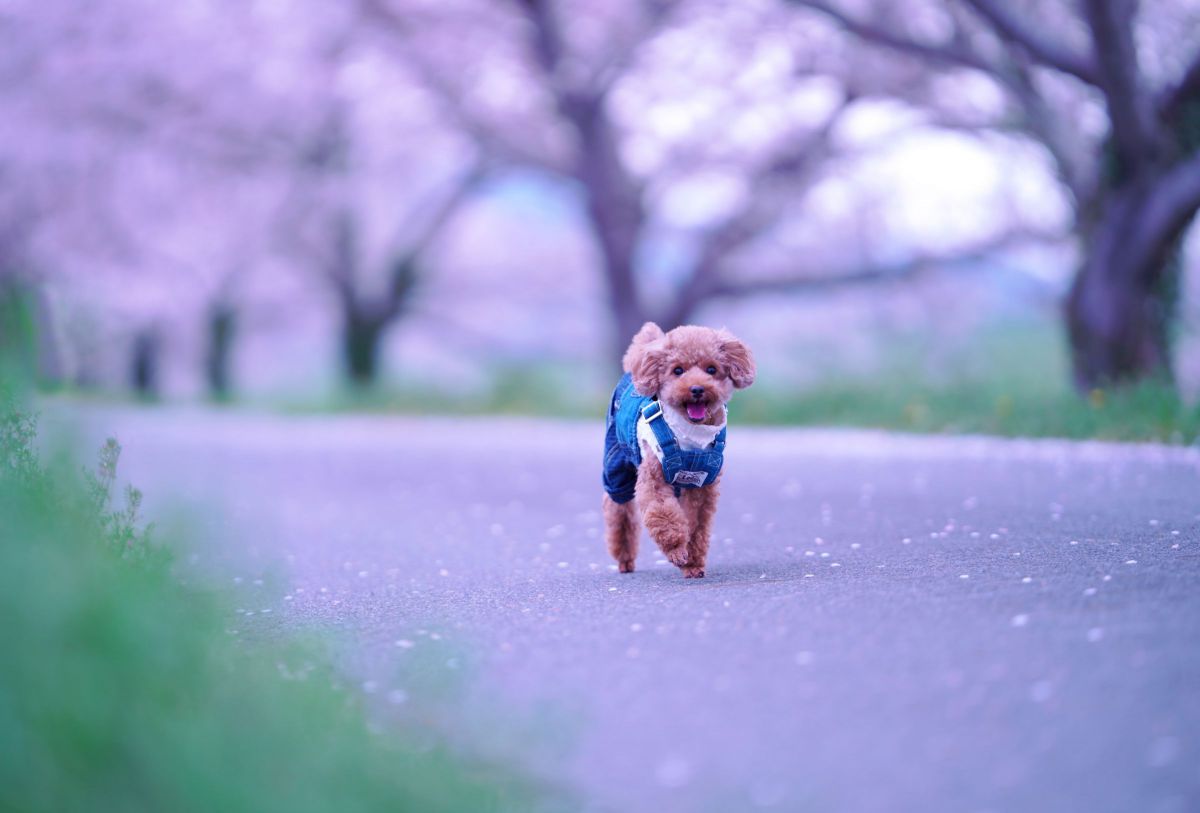 AF 135mm F1.8 FEで撮影された写真 | 写真検索 | GANREF