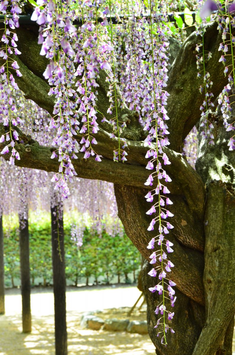 長藤003.JPG GANREF