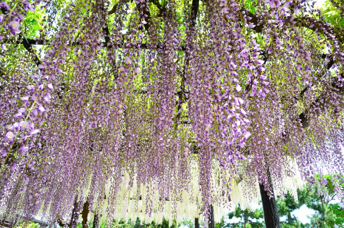 長藤002.JPG GANREF