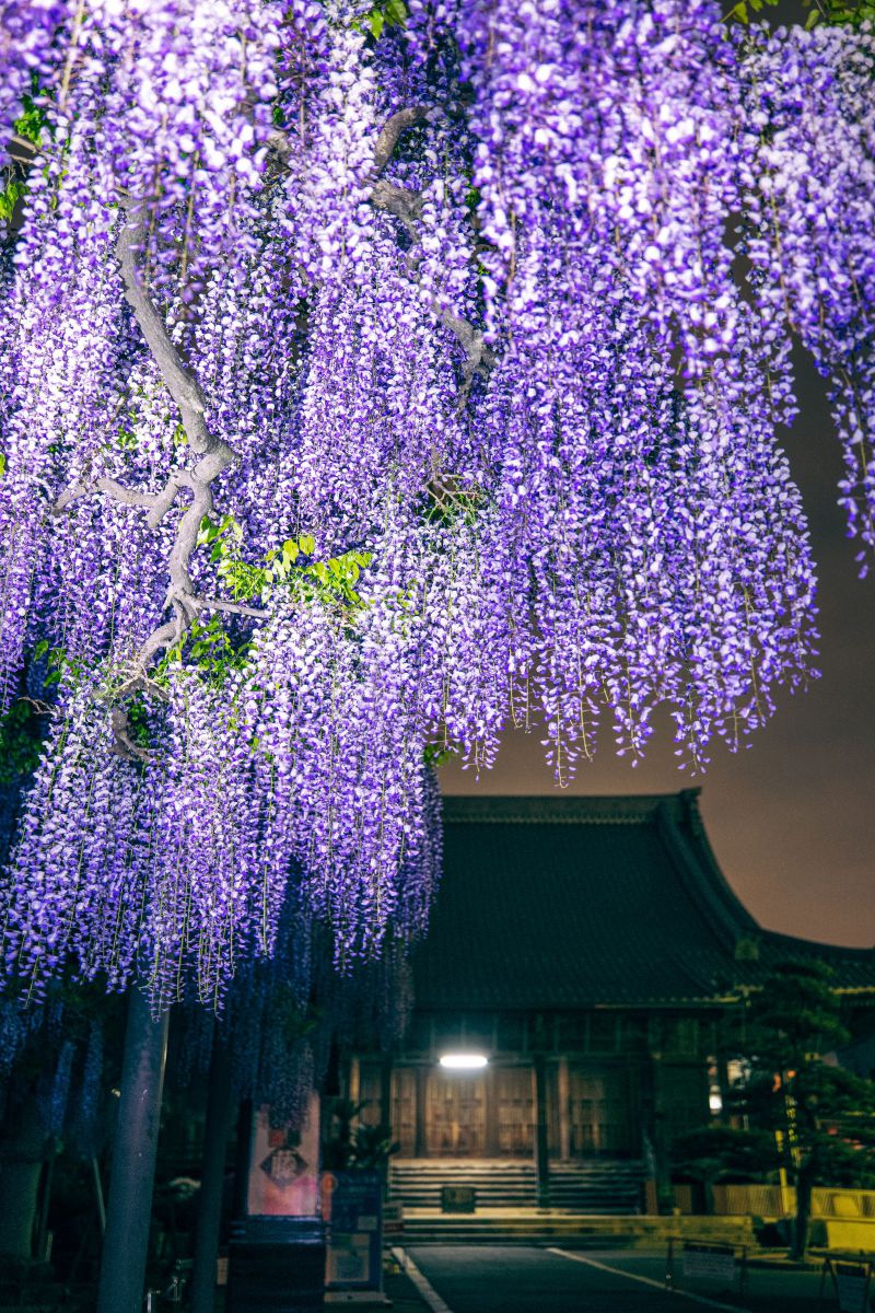 purple curtain | GANREF