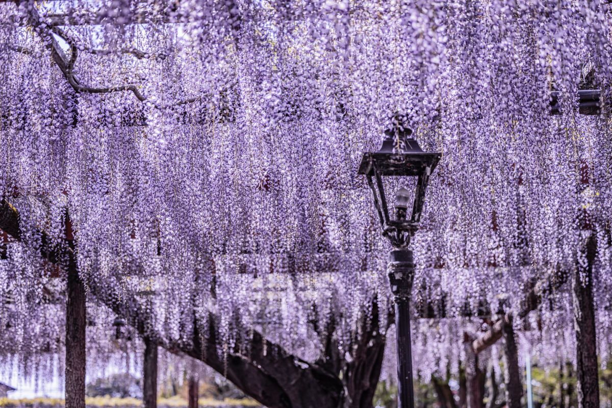 Purple rain | GANREF