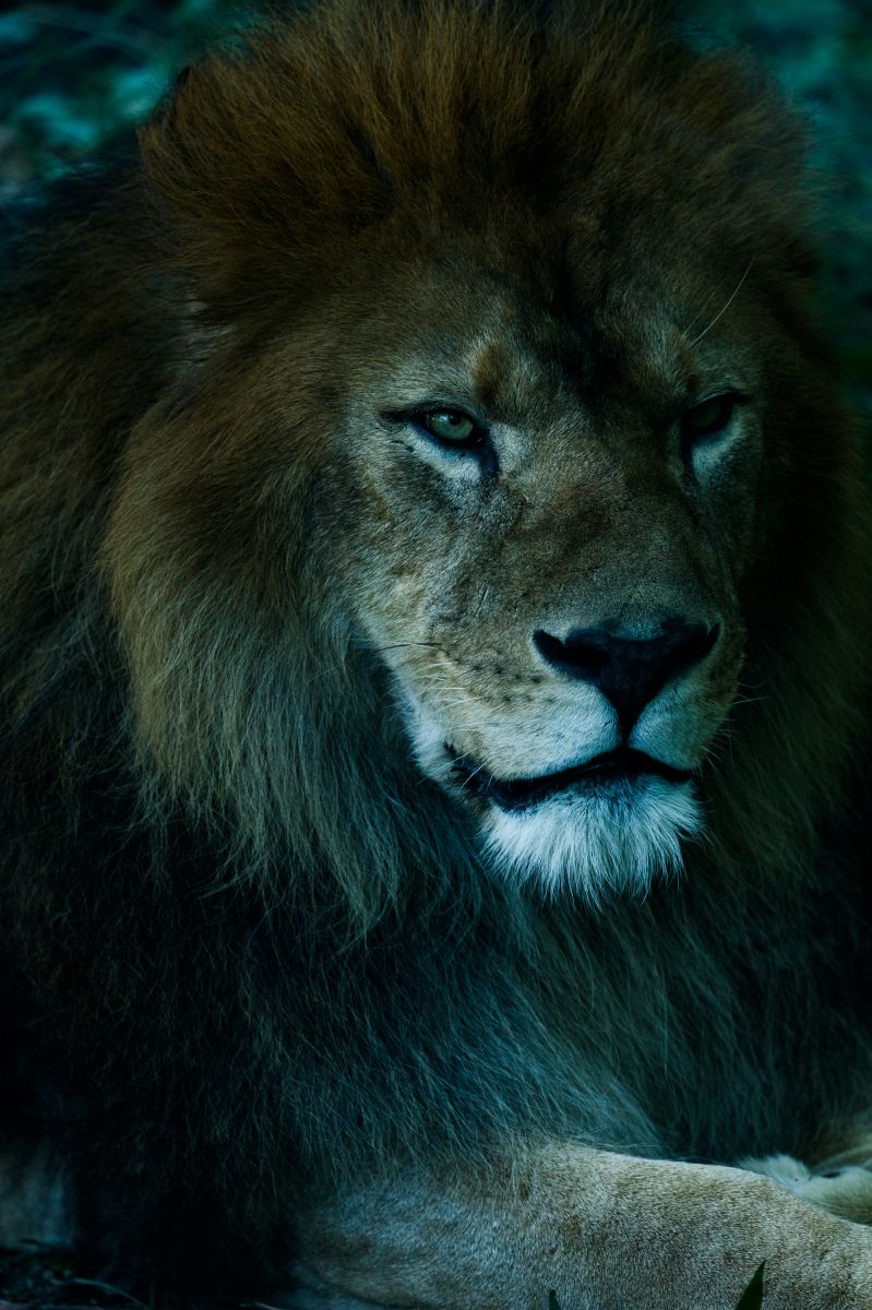 百獣の王 動物 その他の陸の生物 Ganref