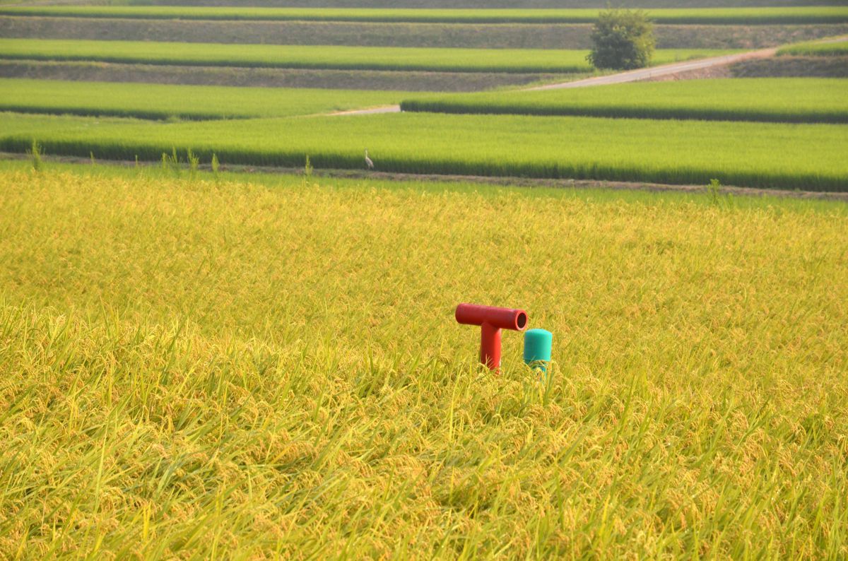 穂波に立つT. GANREF