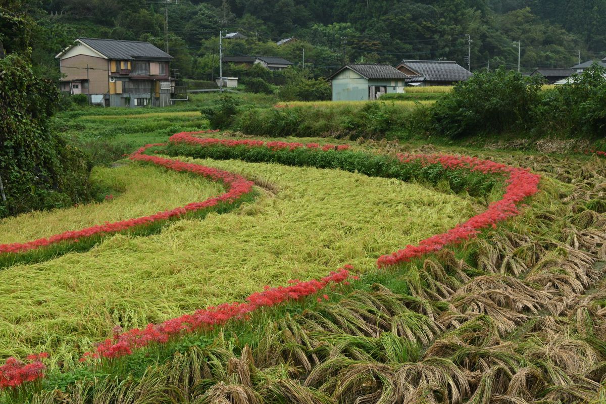 紅の弧線 | GANREF