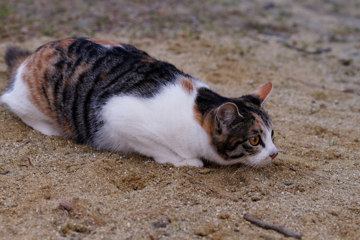 ほふく前進 動物 猫 Ganref