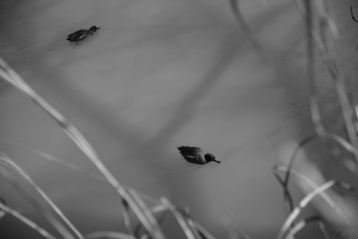 Peaceful | GANREF