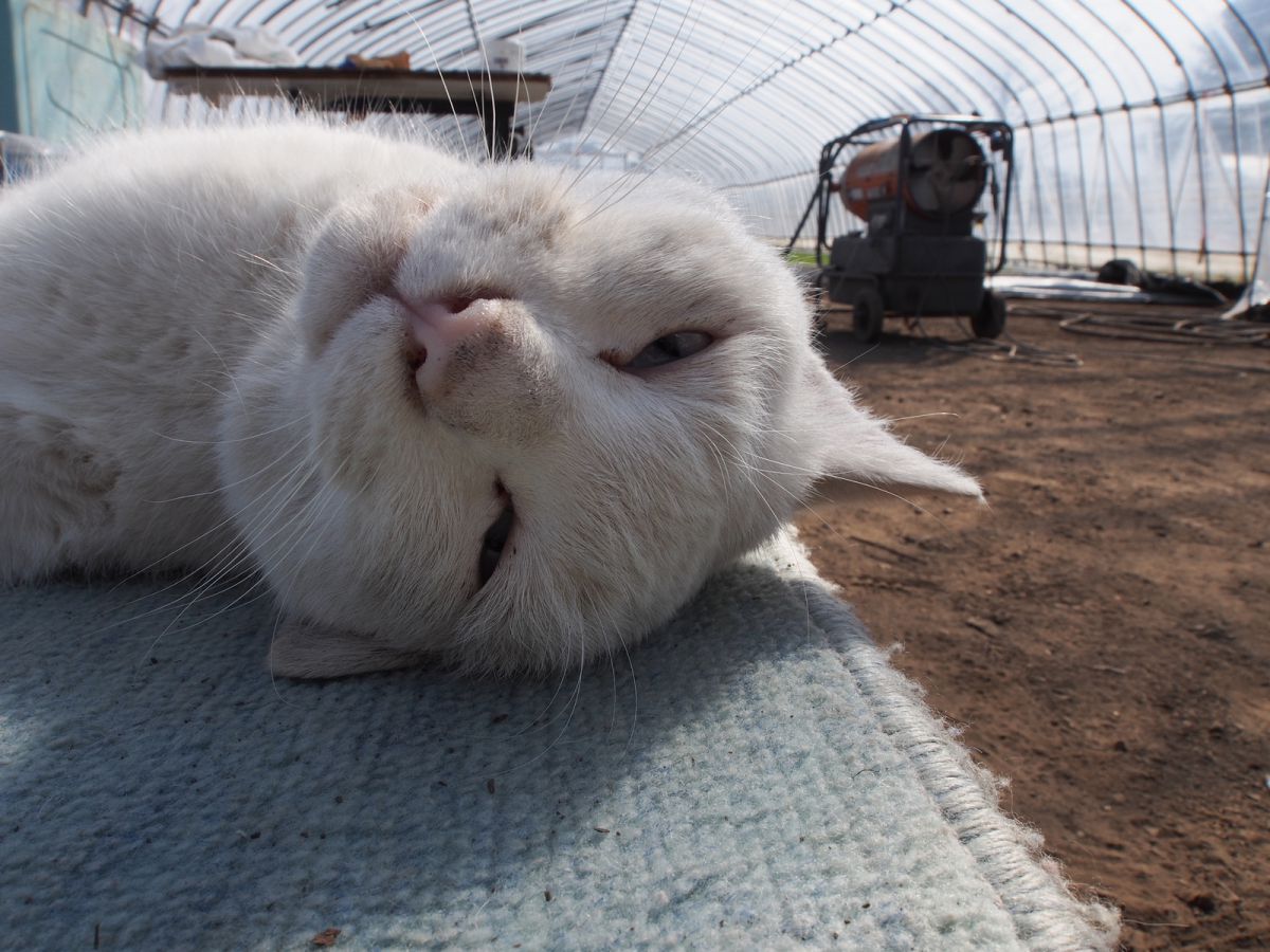 農家の猫 動物 > 猫 GANREF
