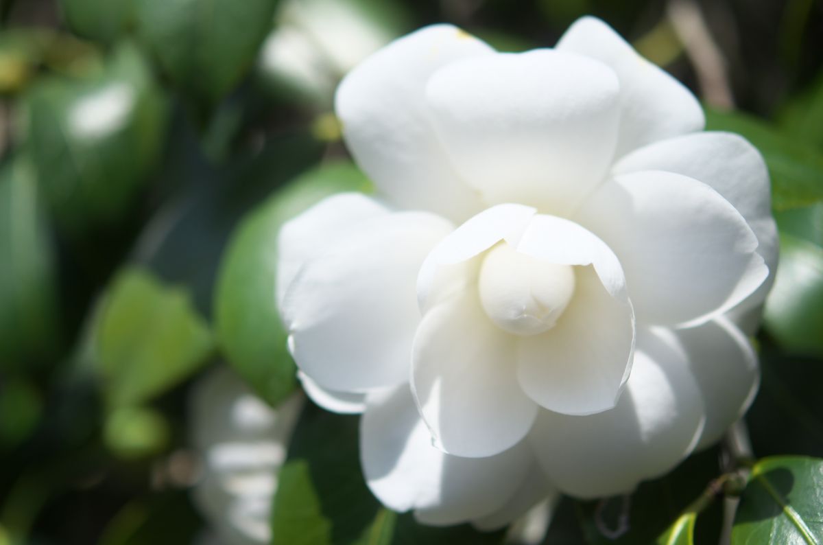 白玉椿 植物 花 花びら Ganref