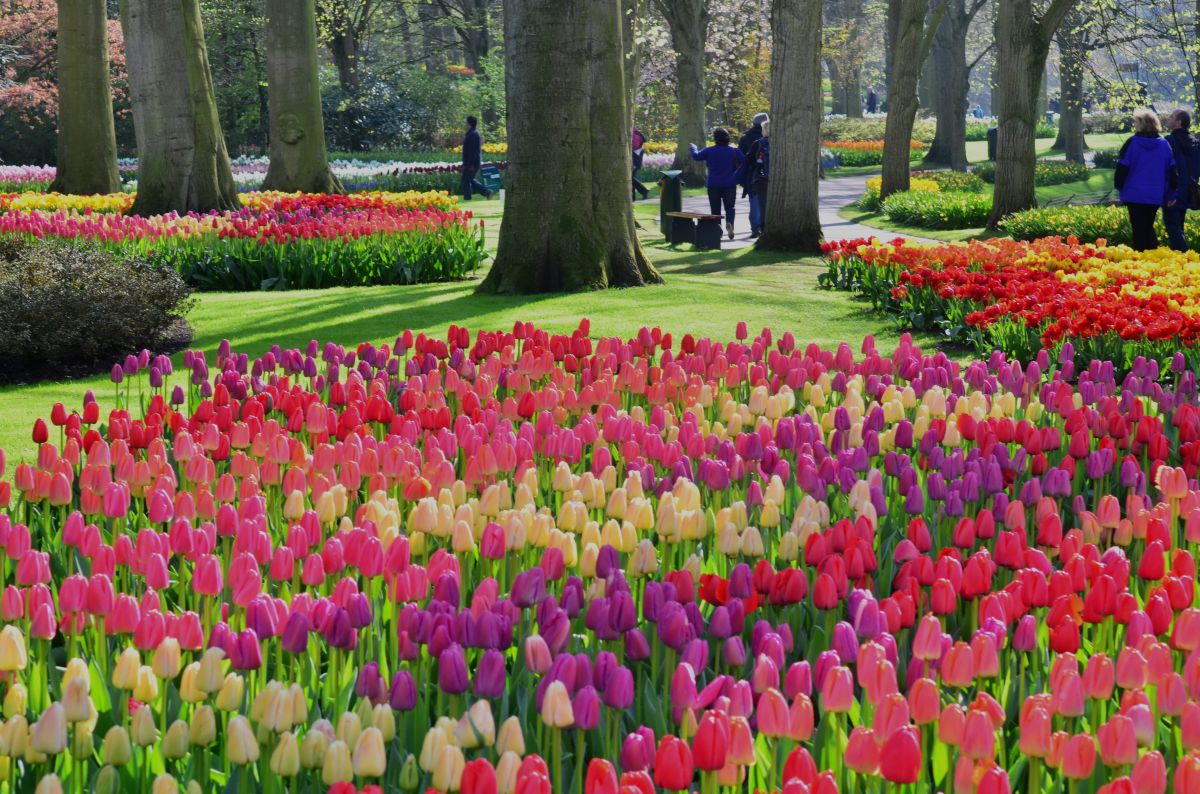オランダ キューケンホフ公園 自然 風景 その他 Ganref