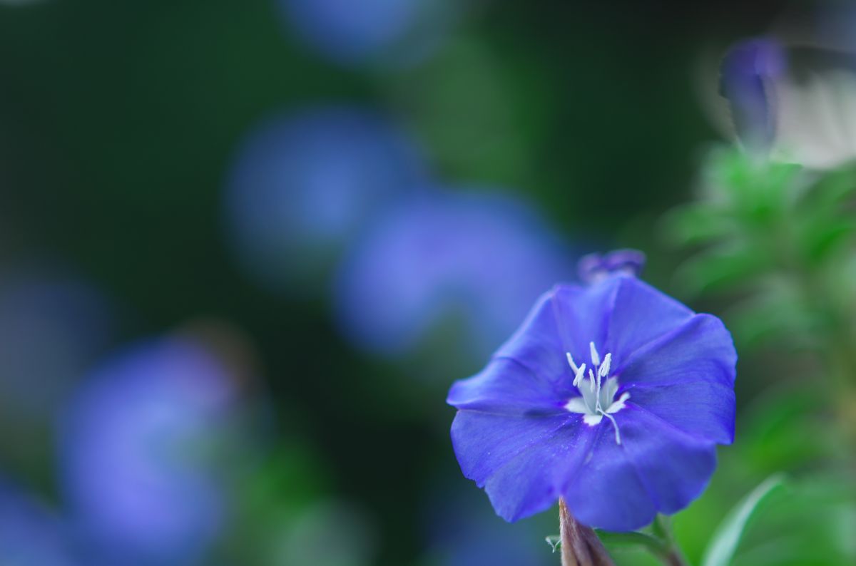 清涼感 植物 花 花びら Ganref