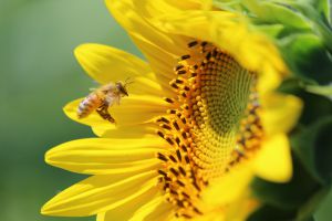 ひまわりと蜂 ひまわりと蜂の写真素材 [FYI02984183] | ストックフォトの Qlean