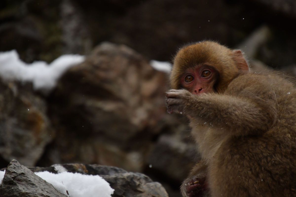 まなざし 動物 その他の陸の生物 Ganref