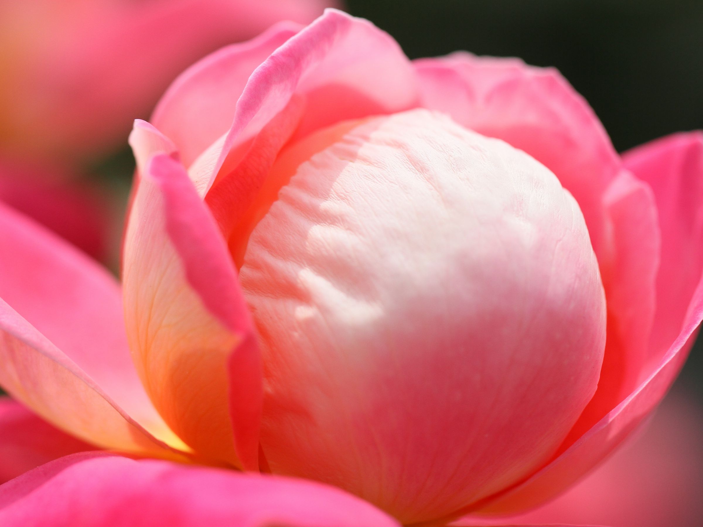薔薇の花びら チャーム 桃色（Amazon | 紗や工房 カボション パーツ 