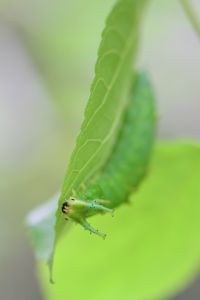 オオムラサキ（幼虫） オオムラサキ～6齢幼虫～ | GANREF