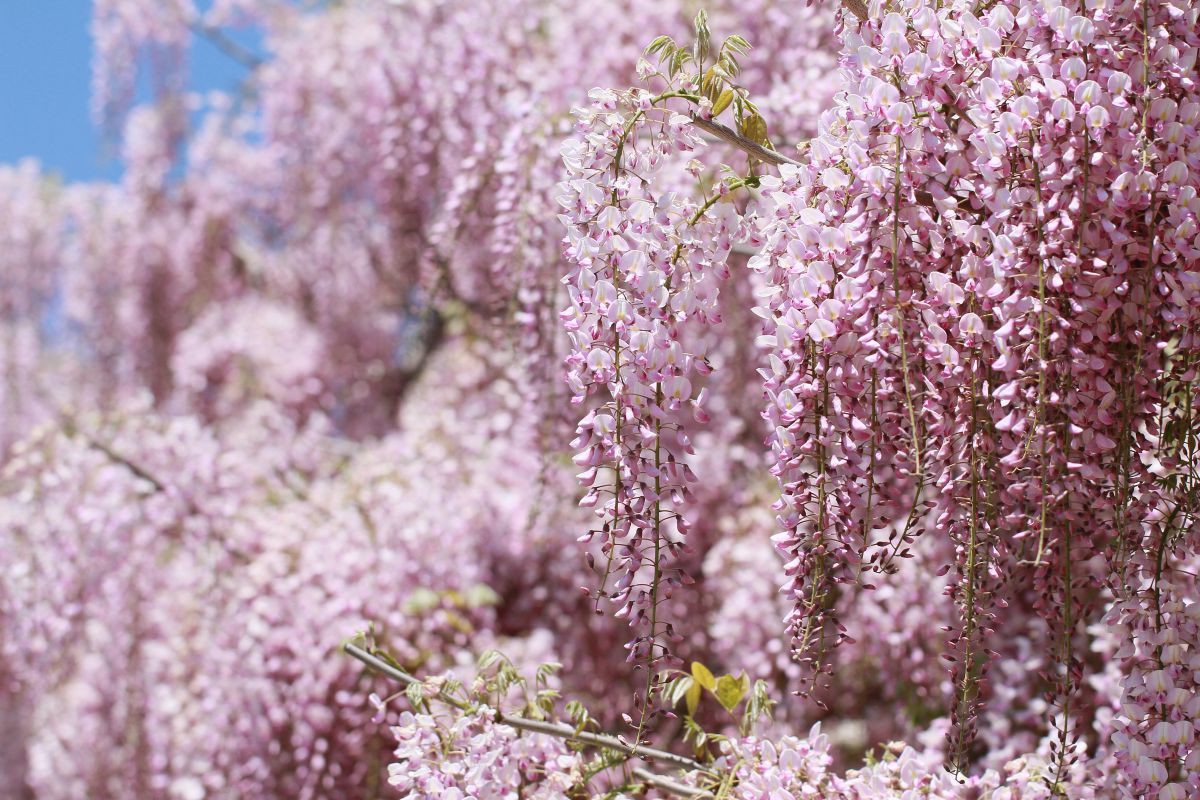 桃色の藤 植物 花 花びら Ganref