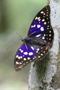 おおむらさき オオムラサキ