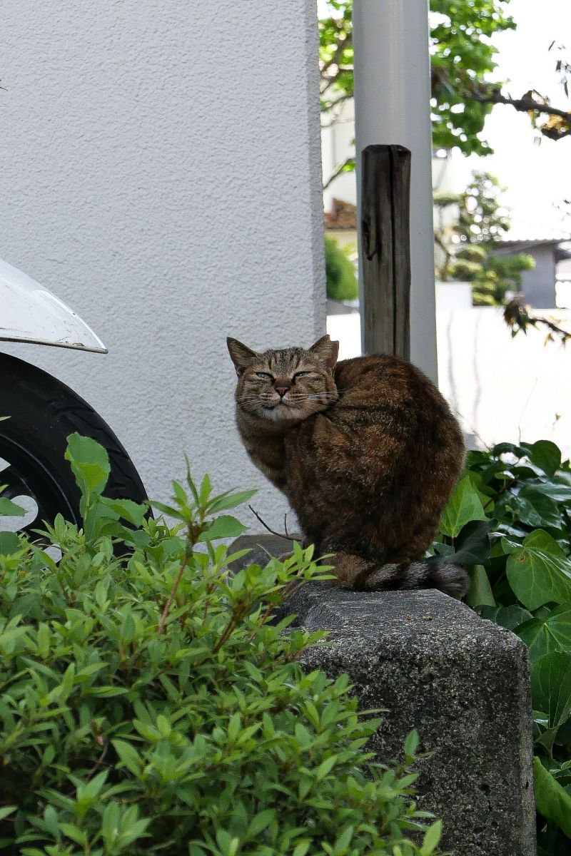 神の使い 動物 猫 Ganref
