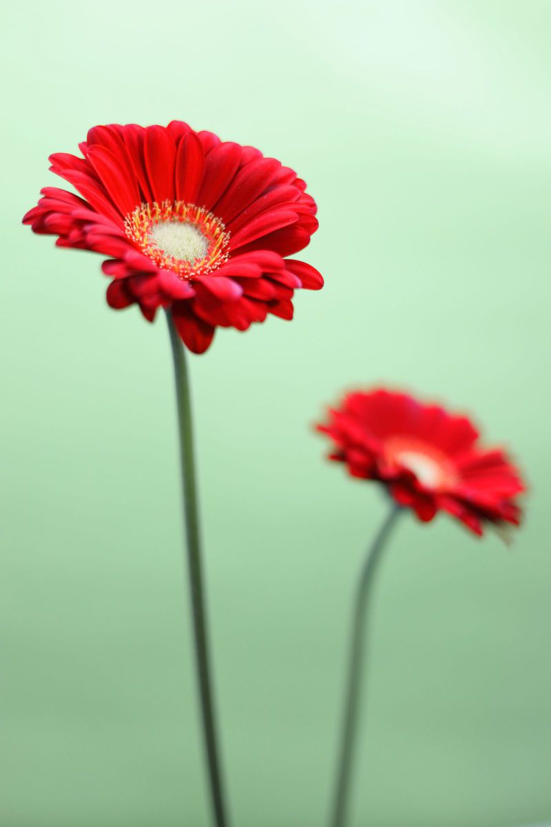 ガーベラ 植物 花 花びら Ganref