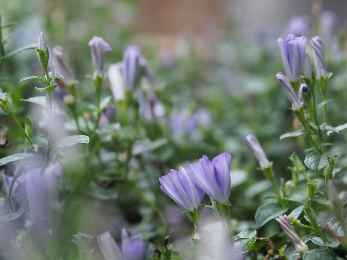 コンボルブルスブルーコンパクタ 植物 花 花びら Ganref