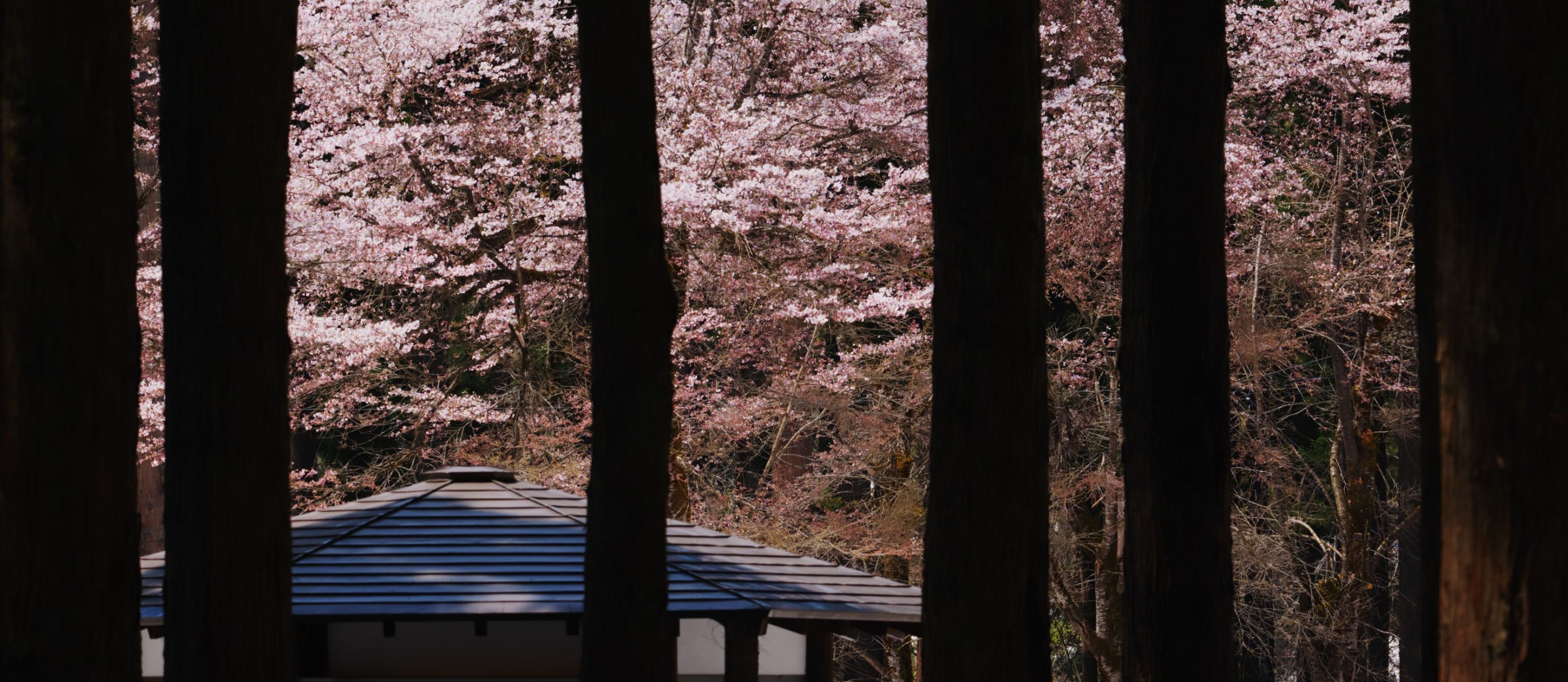 写真参考 LUMIX DC-S5M2で撮影された写真 | 写真検索 | GANREF