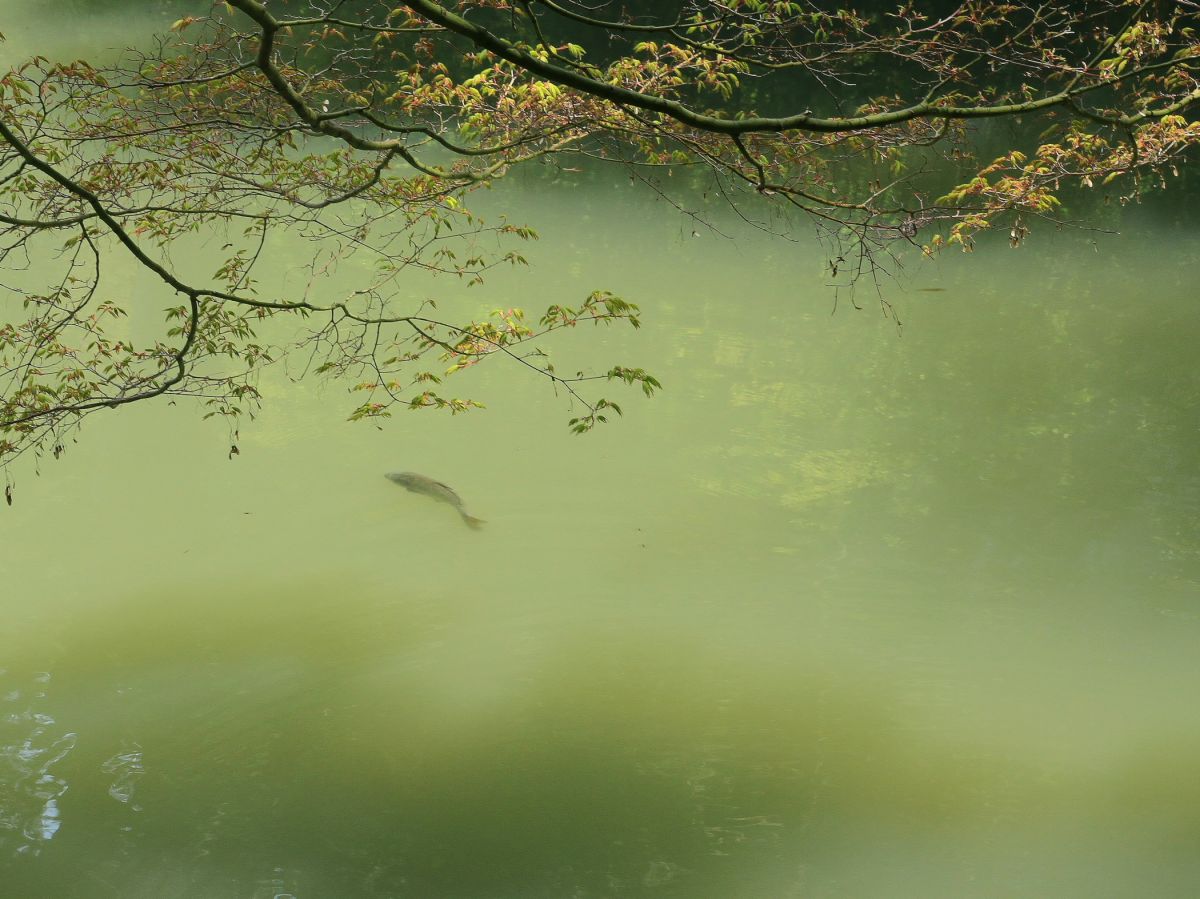 魚影 自然 風景 湖沼 Ganref