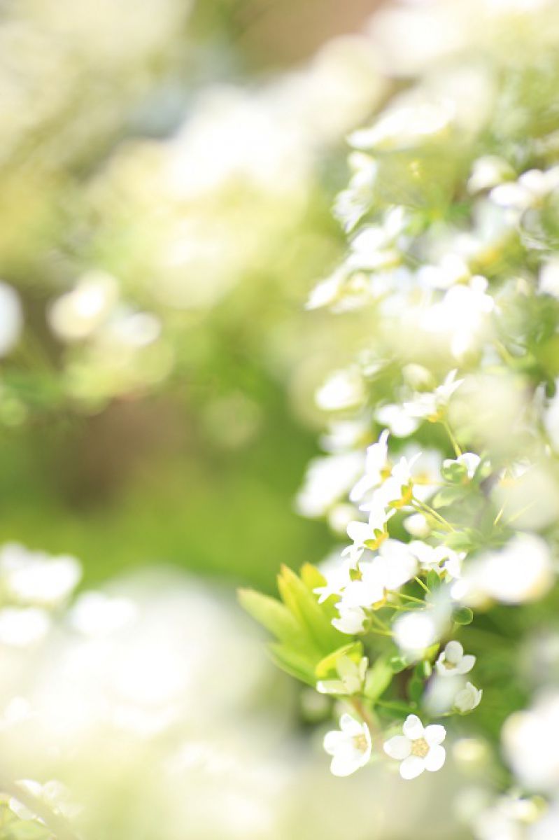 春に舞う雪 植物 花 花びら Ganref