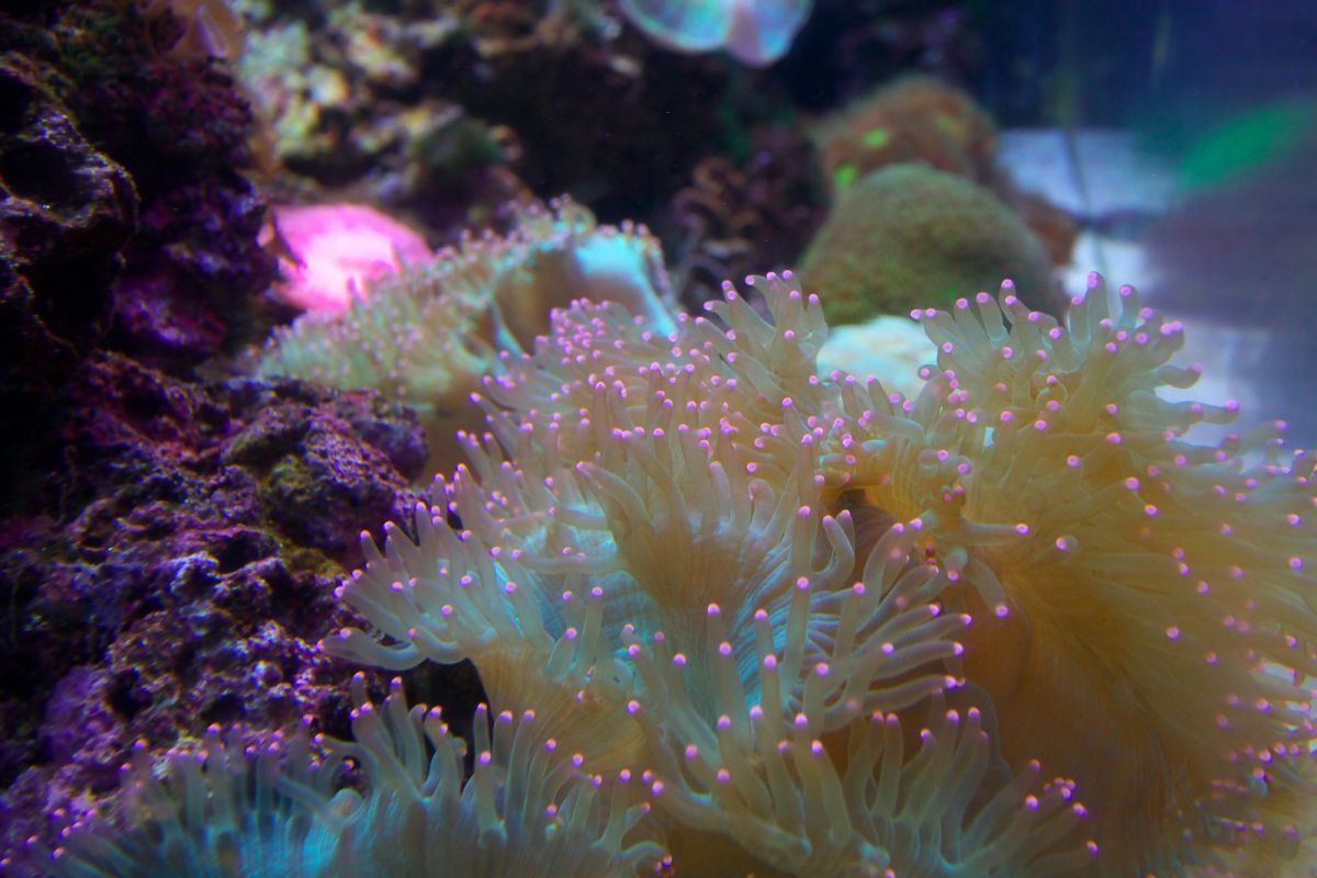 海に咲く花 動物 その他の海の生物 Ganref