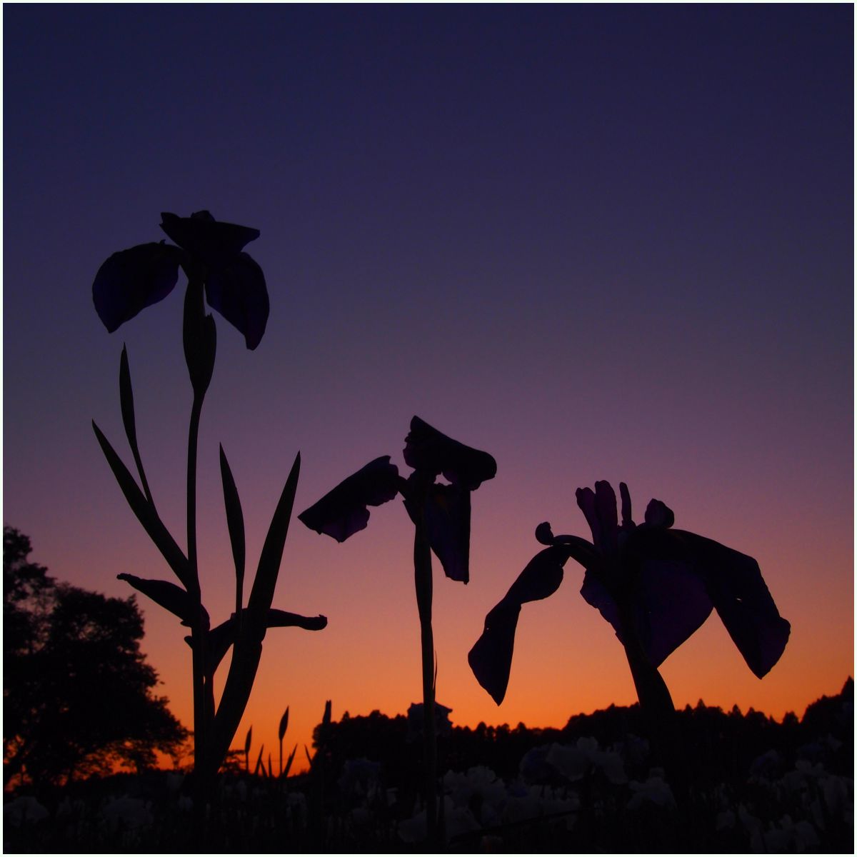 切り絵な夕暮 植物 花 花びら Ganref