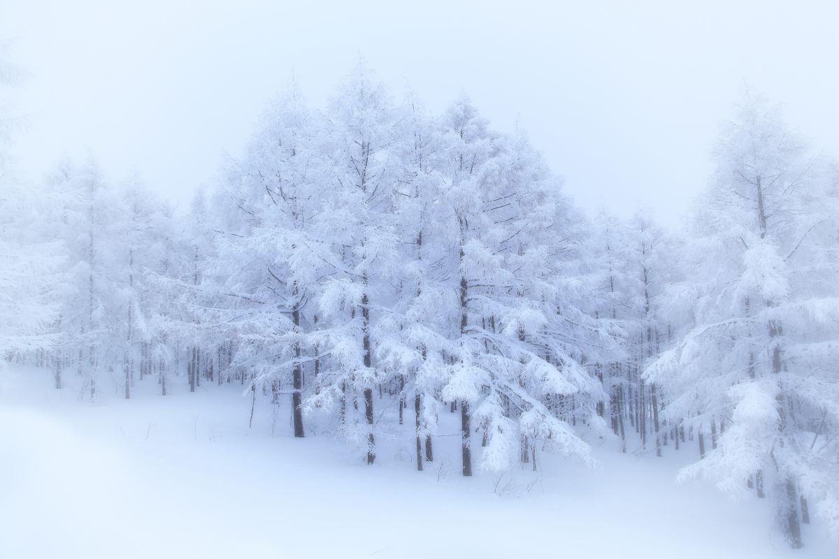 雪林幻想 自然 風景 高原 Ganref