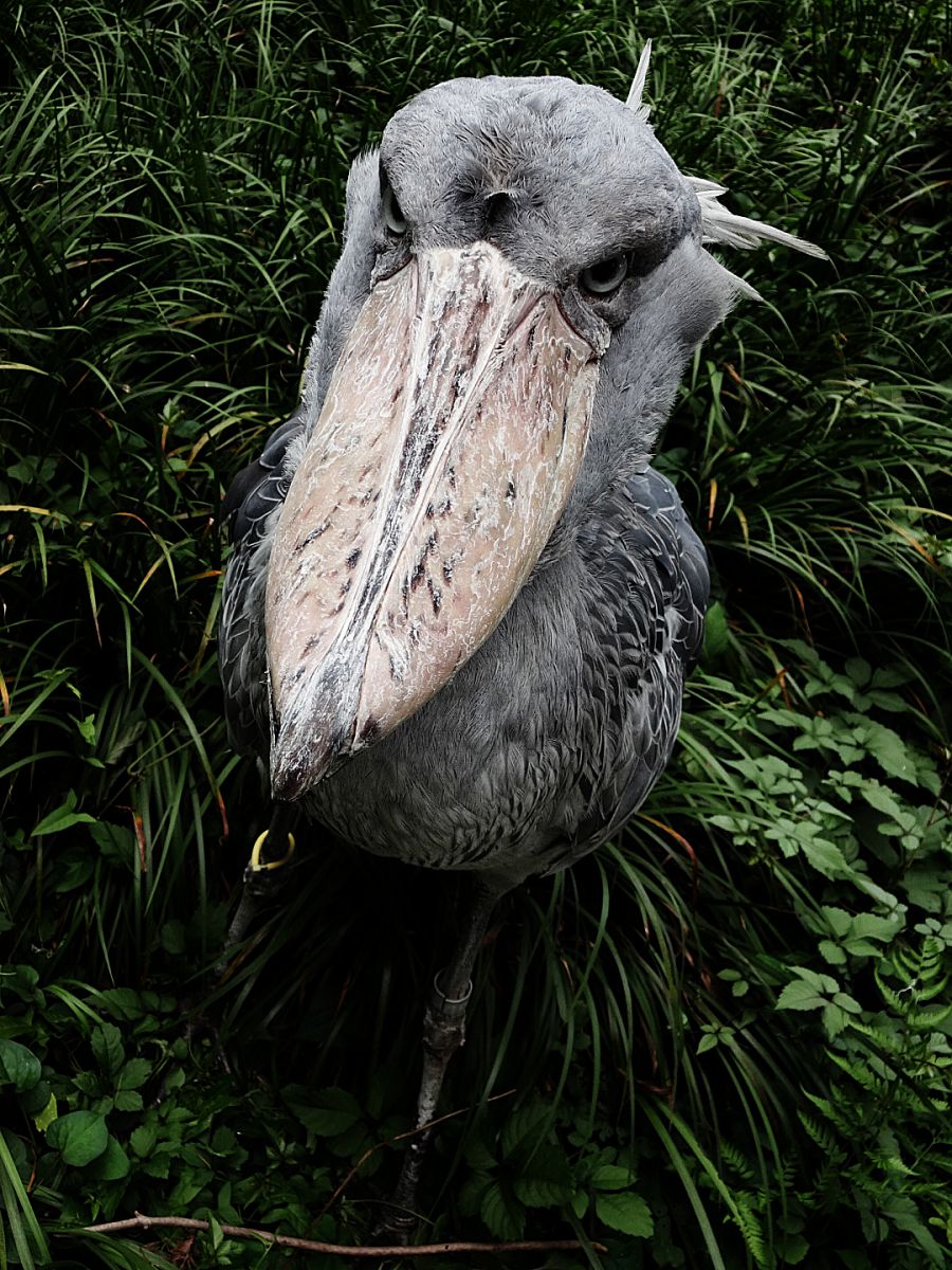 睨まれる 動物 鳥類 Ganref