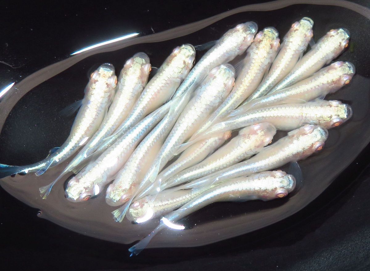 ガンレフ初めての投稿 GANREF