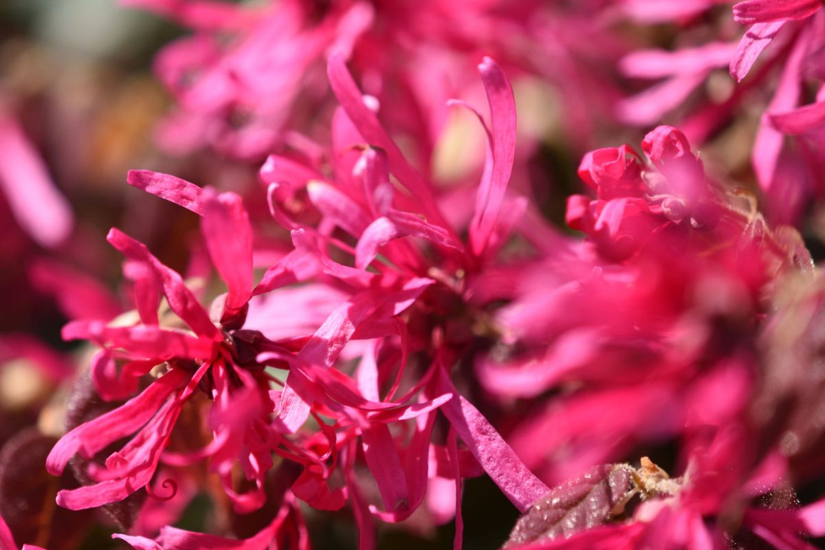 熱くハートを燃やせ 植物 花 花びら Ganref
