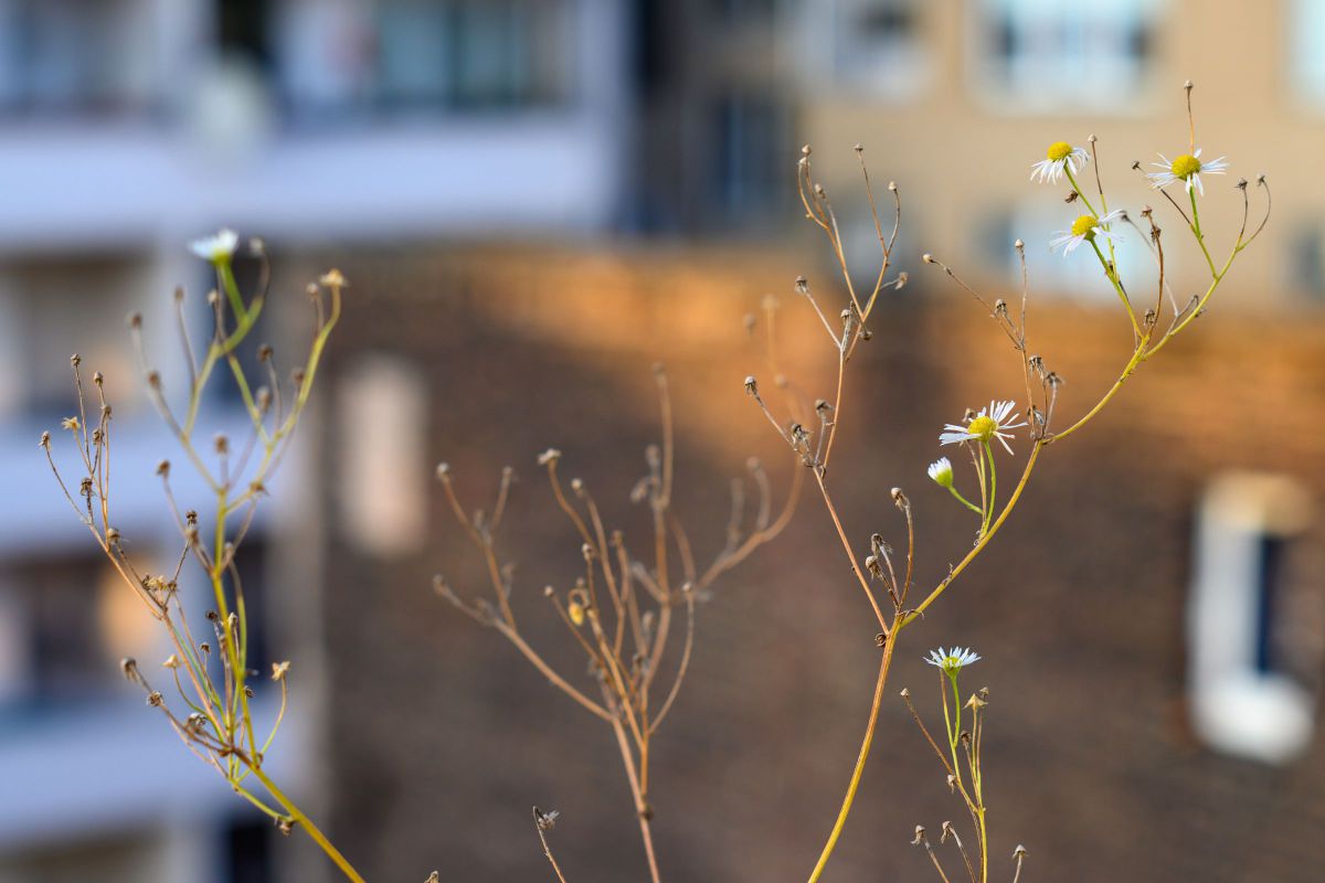 Z50とオールドレンズ | GANREF