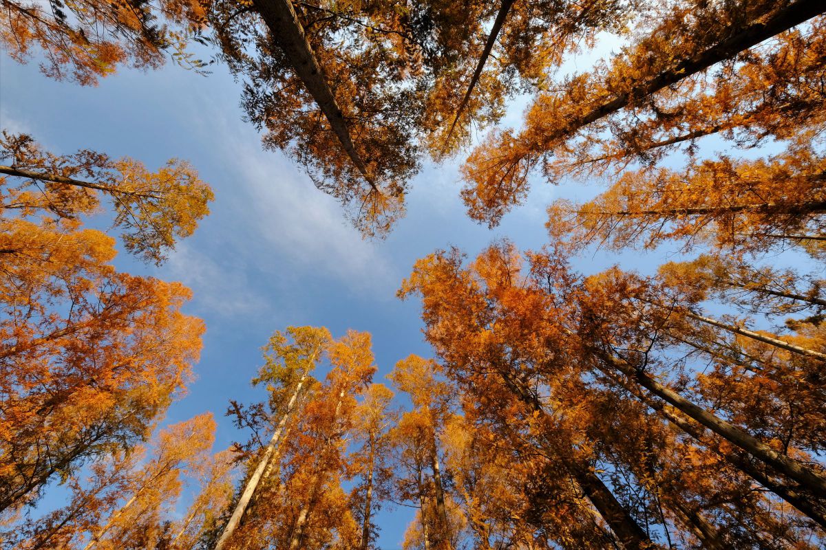 ^_^様❗️Fujifilm ❗️X-H1 ❗️美品‼️1890枚❗️ Fuji X-H1 First Impressions - Luminous Landscape