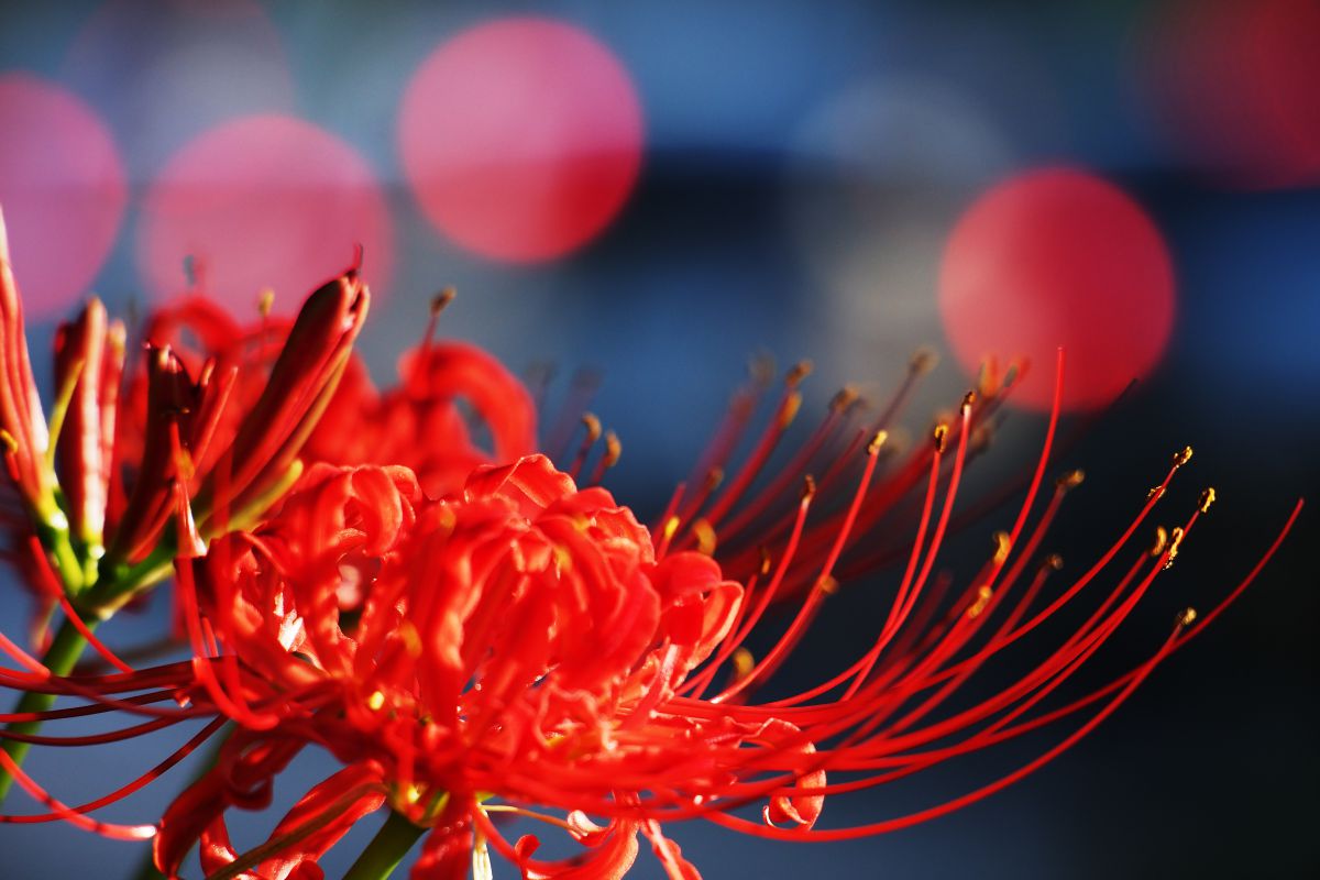 相思花 植物 花 花びら Ganref
