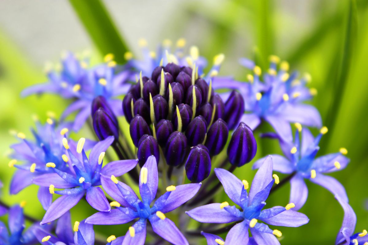 シラー 植物 花 花びら Ganref