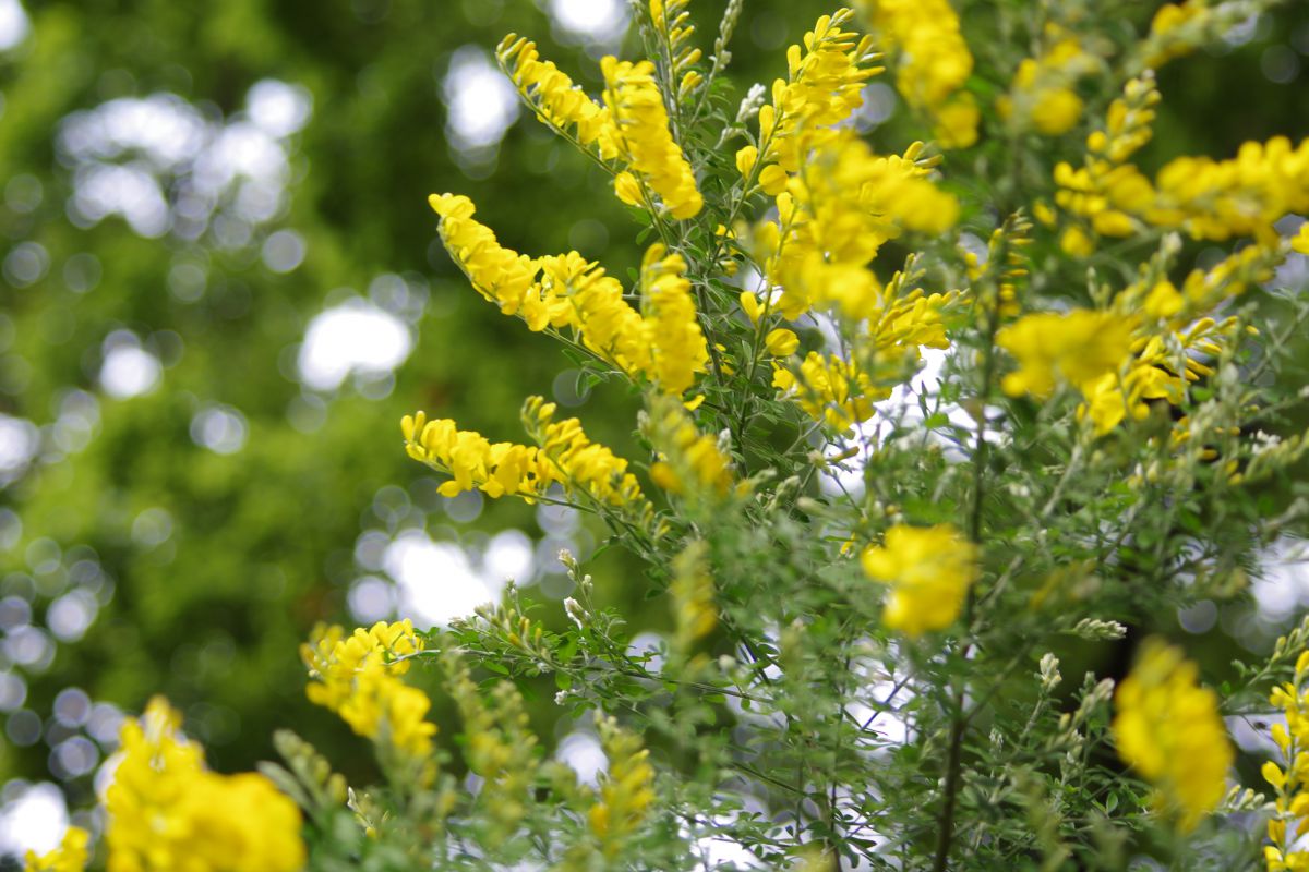 そよぎながら 植物 花 花びら Ganref