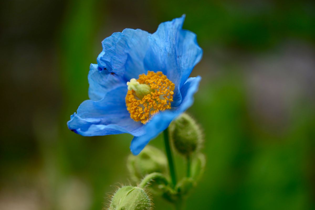 ヒマラヤの青いケシ 植物 花 花びら Ganref