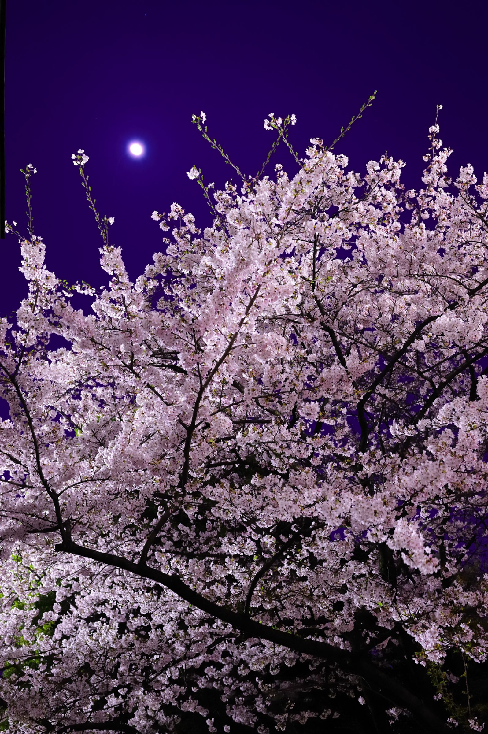 月夜の桜 | GANREF